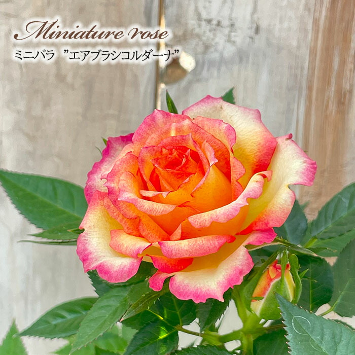 楽天市場】【まもなく締め切り】 予約販売 ミニバラ エアブラシ