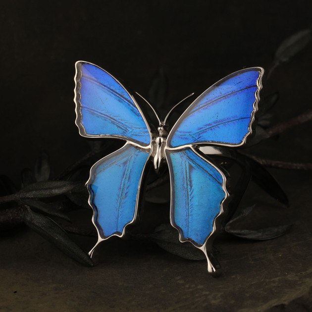 楽天市場】【スーパーセール◇10%OFF】（Psyche/現品) 本物の蝶の翅