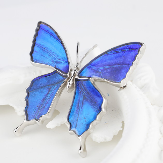 楽天市場】[カキカモルフォ] 本物の蝶の翅 アゲハ蝶 ブローチ兼