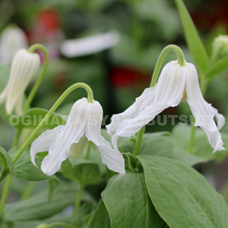 楽天市場】クレマチス インテグリフォリア 'アルバ' 1年苗 : おぎはら