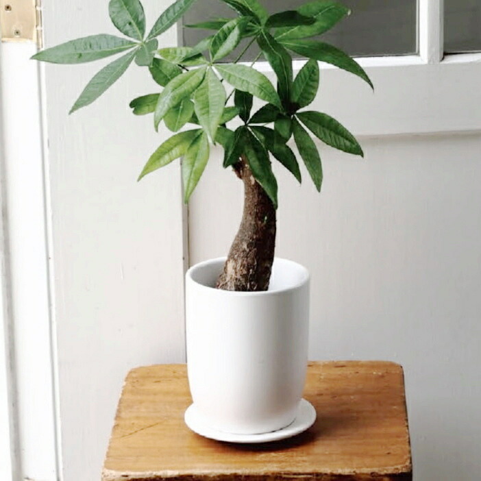 楽天市場】植木鉢 おしゃれ 陶器鉢 オストトールエッグ(2サイズ)＜ 4号