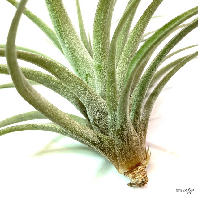 楽天市場】チランジア セクンダ (エアープランツ ティランジア 観葉