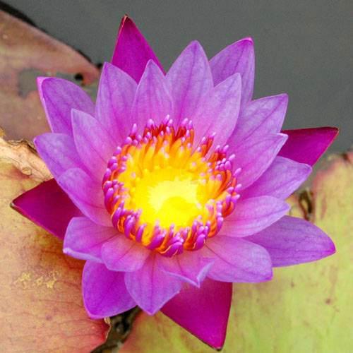 楽天市場】（ビオトープ）睡蓮 熱帯性睡蓮（スイレン）（紫） パナマ