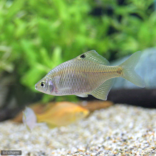 楽天市場】（淡水魚）タイリクバラタナゴ 4〜6cm（5匹） : charm