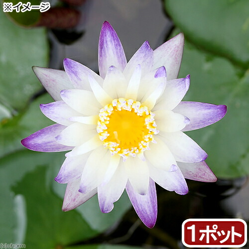 楽天市場】（ビオトープ）睡蓮 熱帯性睡蓮（スイレン）（白紫