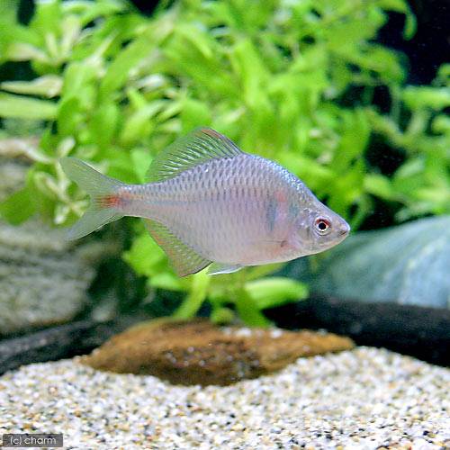 楽天市場】（淡水魚）タイリクバラタナゴ 4〜6cm（3匹） : charm