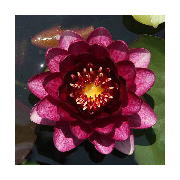 楽天市場】（ビオトープ）睡蓮 温帯性睡蓮（スイレン）（赤） オール