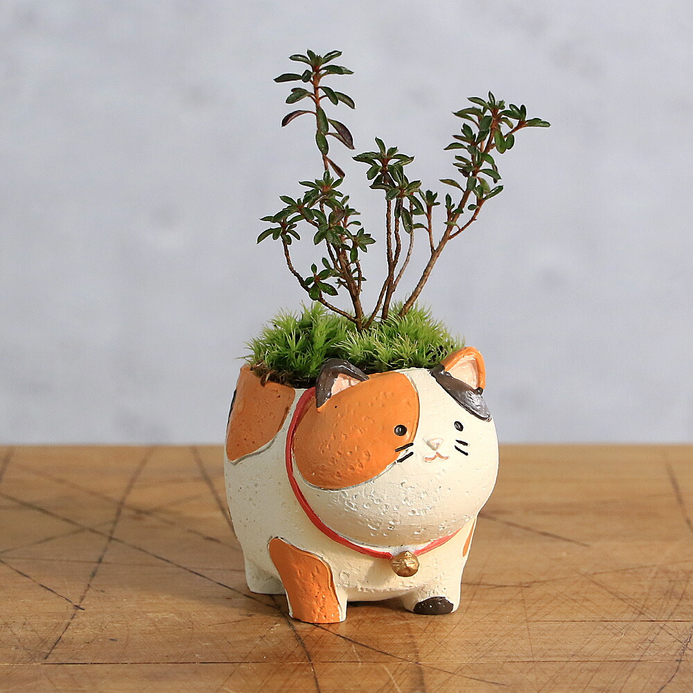 楽天市場】（山野草）苔盆栽 おまかせ山野草 三毛猫（1鉢） ミニ盆栽