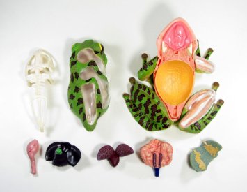 楽天市場】スカイネット 立体パズル 4D VISION 動物解剖 No.05 カエル