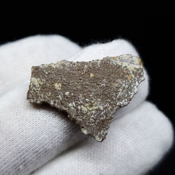 楽天市場】【送料無料】【恐竜/化石/卵】恐竜 卵 化石 本物 フランス産