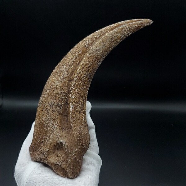 楽天市場】恐竜 爪 化石の通販