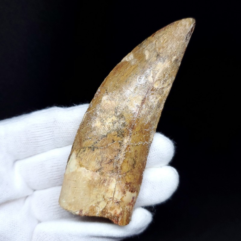 楽天市場】【送料無料】【カルカロドントサウルス/歯/化石/恐竜】特大