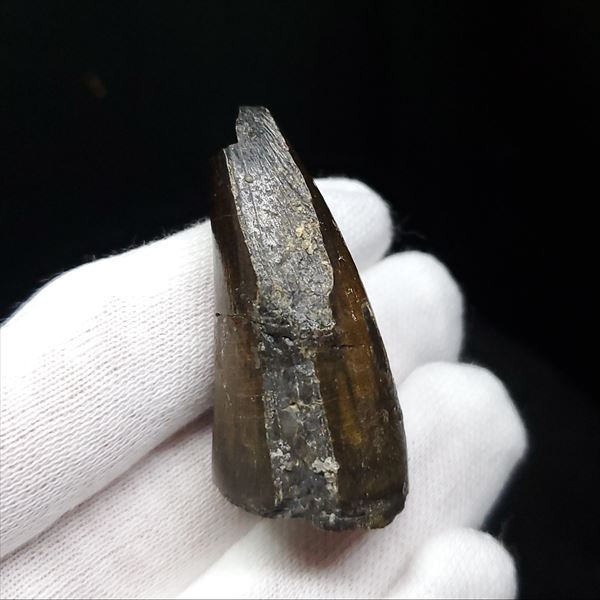 楽天市場】【送料無料】【スコミムス/化石/歯/恐竜】希少 スコミムス