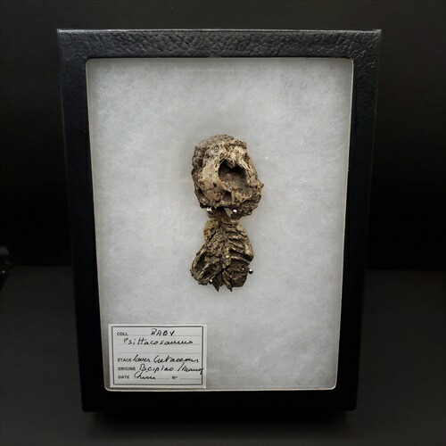 楽天市場】【送料無料】【ガリミムス/化石/手/恐竜】博物館級