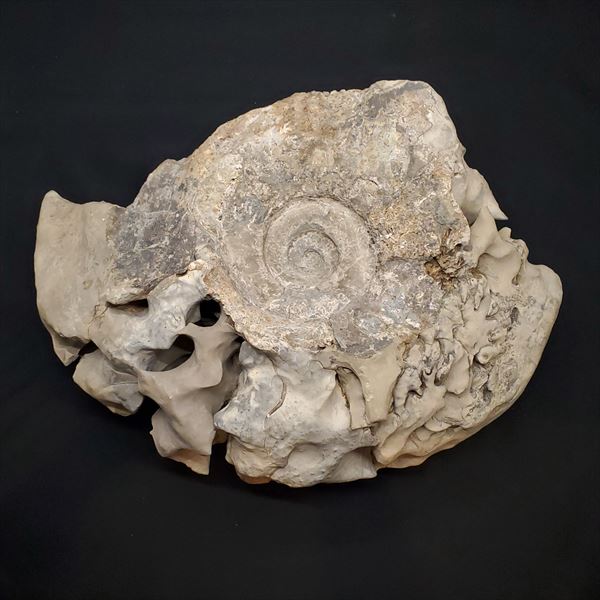 楽天市場】【送料無料】【アンモナイト/化石】 特大 アンモナイト 化石