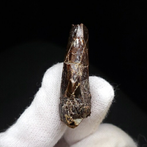 楽天市場】【送料無料】【アベリサウルス科/歯/化石/恐竜