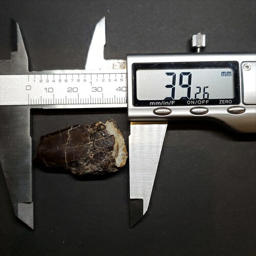 楽天市場】【送料無料】【アベリサウルス科/歯/化石/恐竜