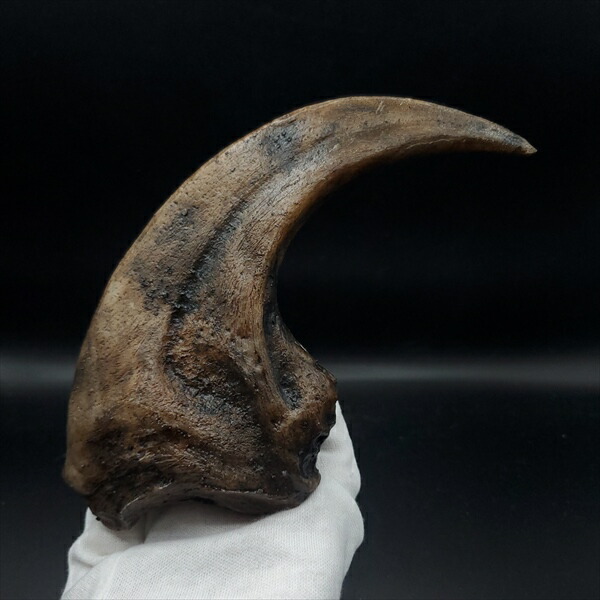 楽天市場】【送料無料】【アロサウルス /恐竜/化石】 アロサウルス 爪