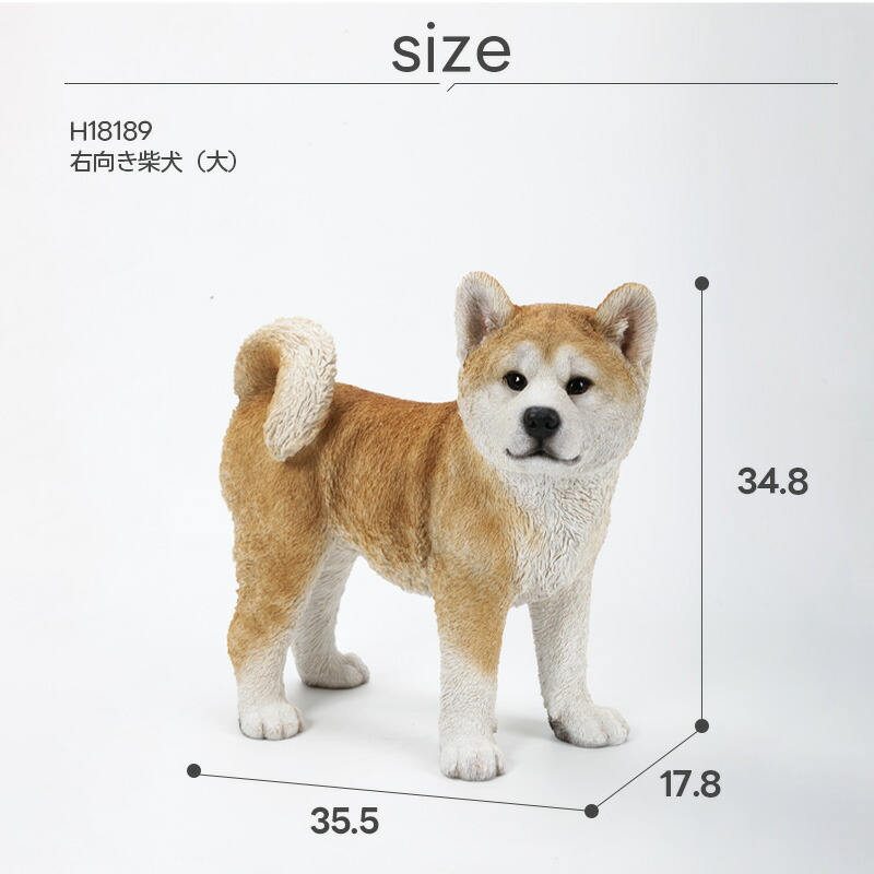 shiba_h18189_5.jpg