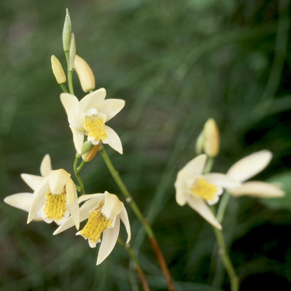 楽天市場】紫蘭の通販