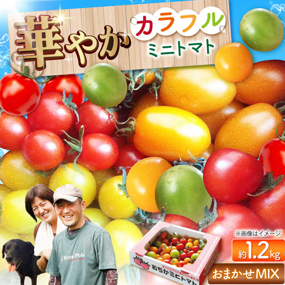楽天市場】【ふるさと納税】【2025年11月中旬〜2026年5月上旬発送分