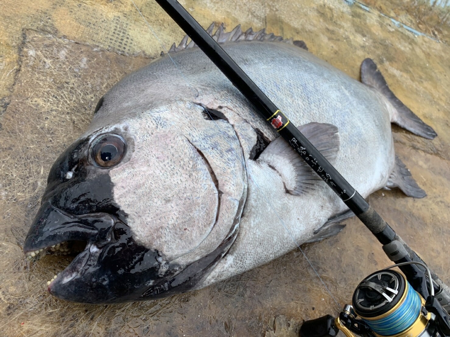 楽天市場】サクラ(櫻井釣具) 伊勢かぶせ釣り 195 : フィッシングトライ