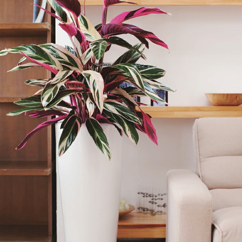 楽天市場】植木鉢 おしゃれ 陶器鉢 トールラウンド(2色)＜ 8号 10号