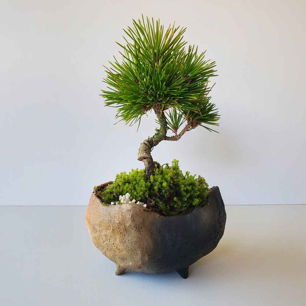 楽天市場】盆栽 黒松 くろまつ 盆栽 鉢 作家 真山茜 炭化焼〆 ぼんさい