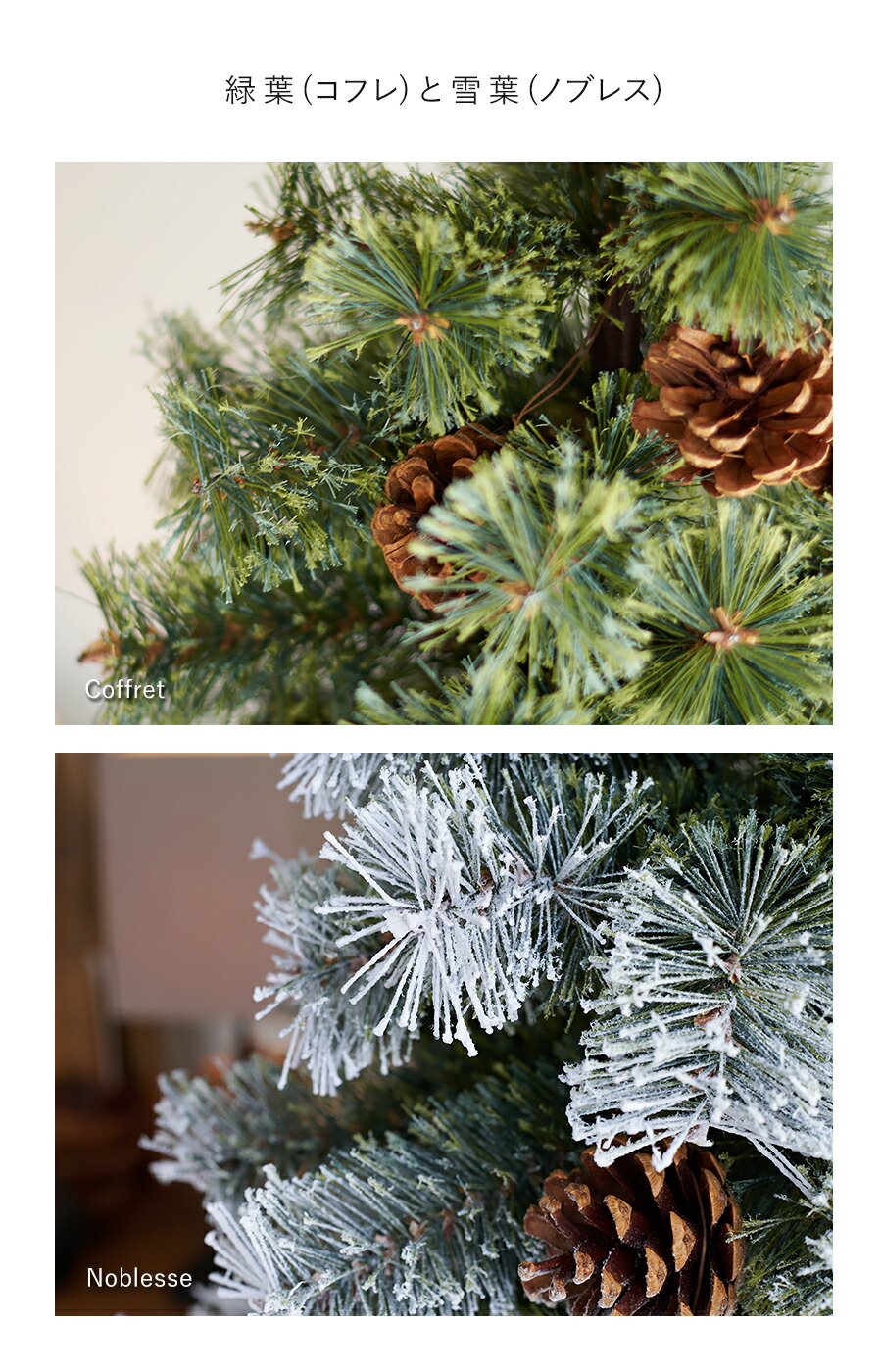 楽天市場】【公式 Alsace(R) 正規品】ポットツリー Coffret(コフレ