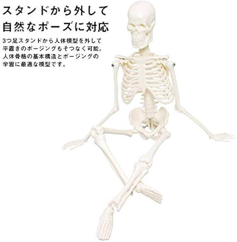 楽天市場】人体骨格模型 骨格標本 稼動 直立 スタンド 教材 45cm 1/4