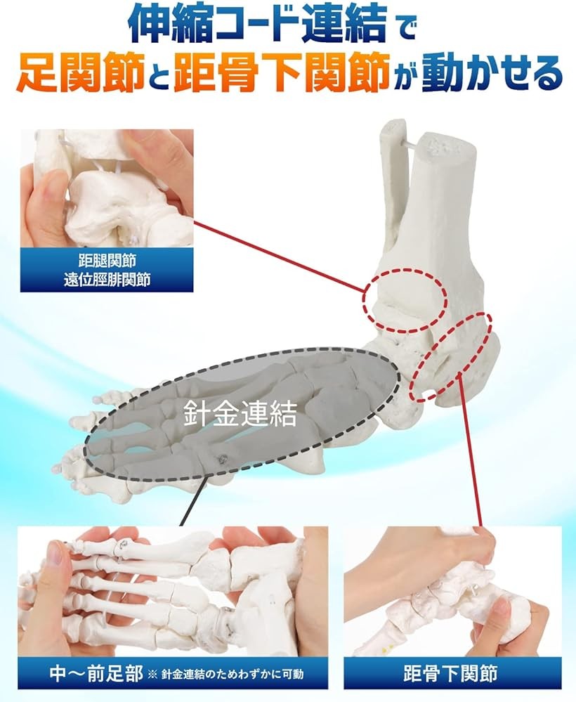 楽天市場】【楽天ランキング1位入賞】足関節と距骨下関節を伸縮コード