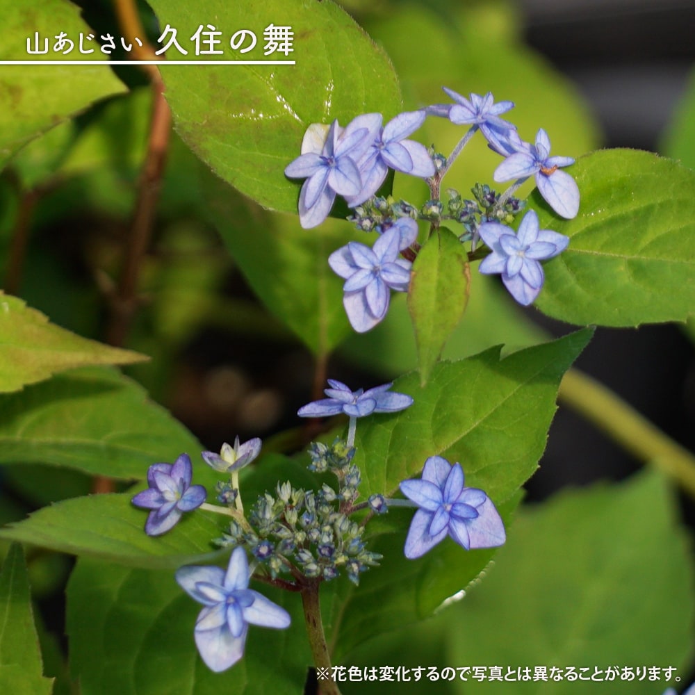 楽天市場】3月3日20時からのセール対象商品 紫陽花 ヤマアジサイ