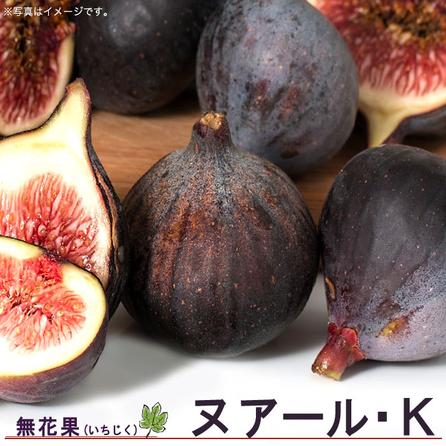 楽天市場】いちじく 【ヌアールK】 2年生鉢植え ロングスリット