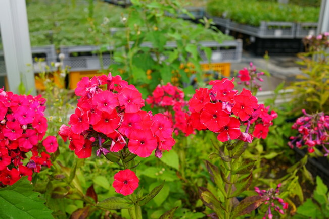 楽天市場】宿根フロックス 【レッドライディングフード】 3号ポット苗