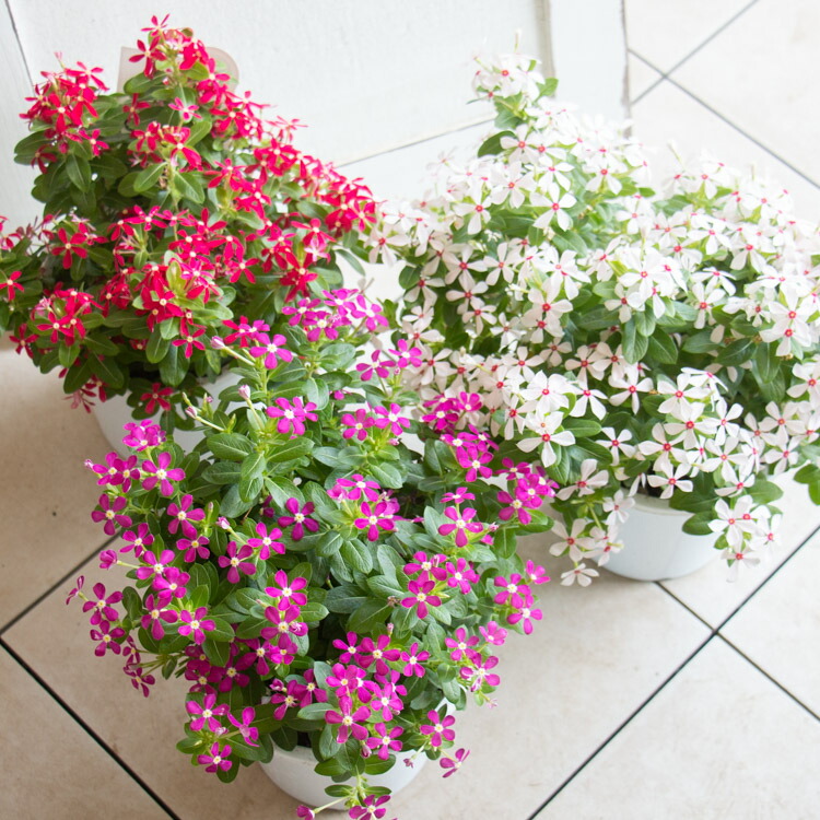 楽天市場】＼2鉢で送料無料／ニチニチソウ 鉢植え【夏花火】5号鉢