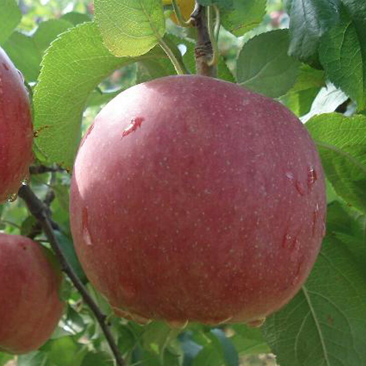 楽天市場】りんご 苗木 【りんご2品種 受粉相性OKセット 富士 × 紅玉