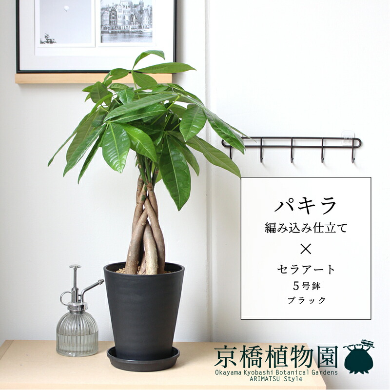 楽天市場】パキラねじり 4号の通販