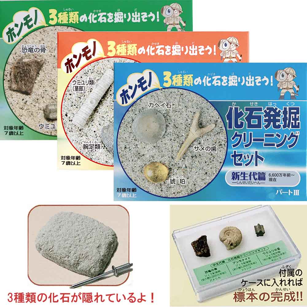 楽天市場】化石発掘クリーニングセット 古生代編 中生代編 新生代編