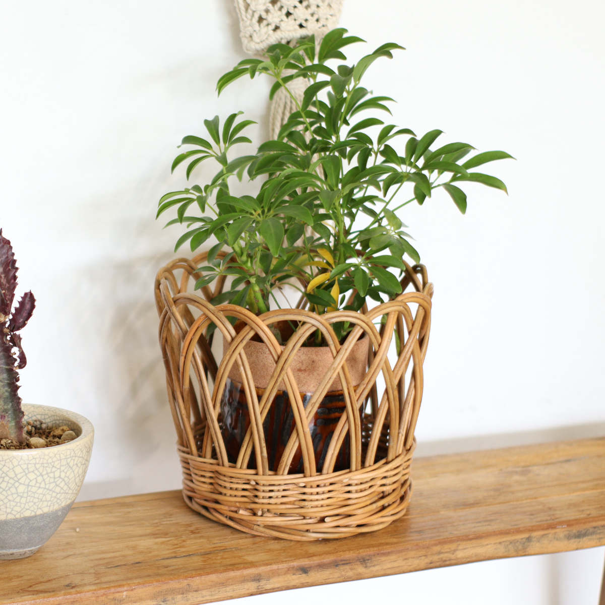 楽天市場】鉢カバー アラログ ポットカバーL （ かご カゴ 収納