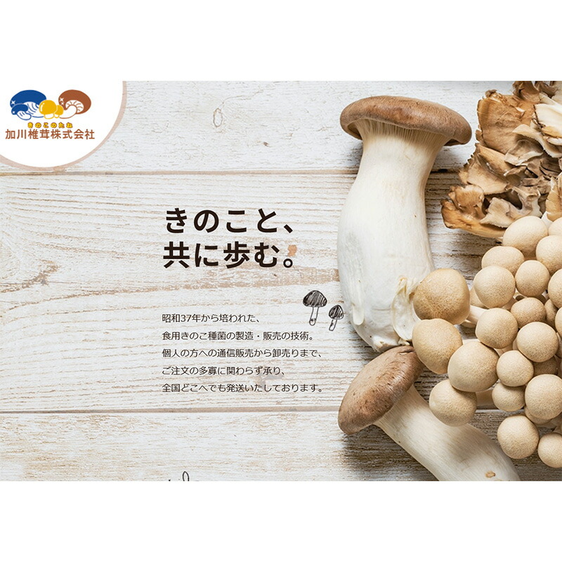 楽天市場】【100%ポイントバック エントリー＆抽選2/25まで】500個入