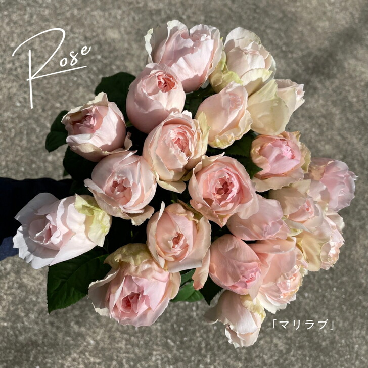 楽天市場】【品種指名販売】 スタンダード品種のバラ「マリラブ」 産地