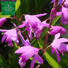 楽天市場】紫蘭の通販