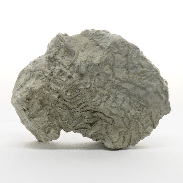 楽天市場】示相化石 模型 クサリサンゴ : SUZUMORIオンライン 楽天市場店