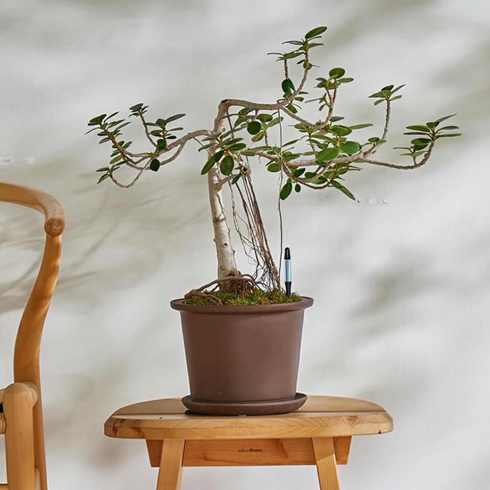 楽天市場】SUStee【Mサイズ】水やりチェッカー 選べる3カラーサス