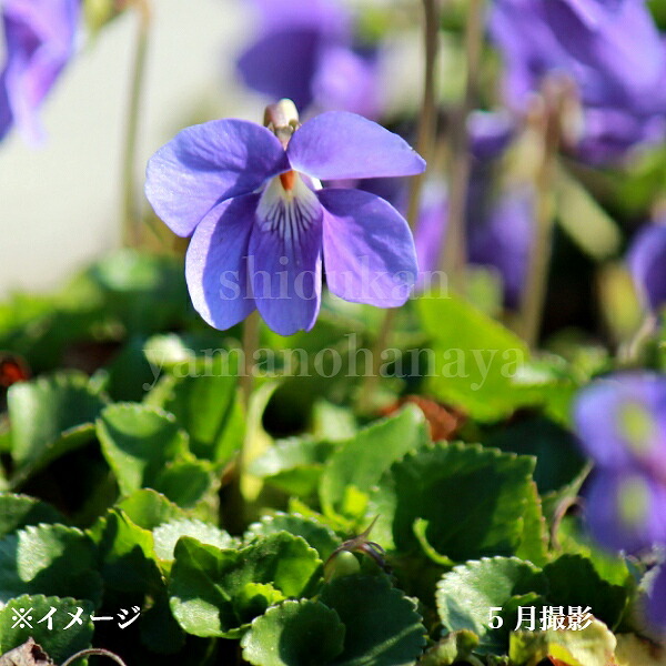 楽天市場】【品種選択可能】スミレ 9cmポット苗 数量割引あり/山野草