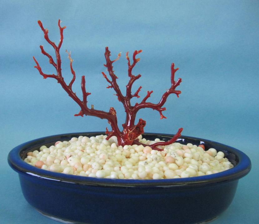 楽天市場】日本 高知沖産血赤珊瑚の拝見 置き物 原木 置物 飾り 盆栽風