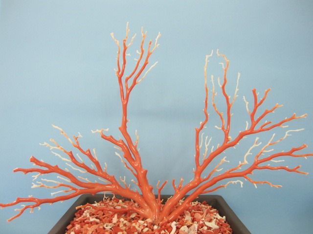 楽天市場】天然桃珊瑚 原木の通販