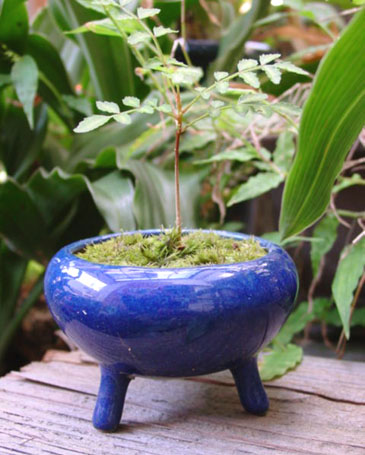 楽天市場】陶翠 鉢の通販