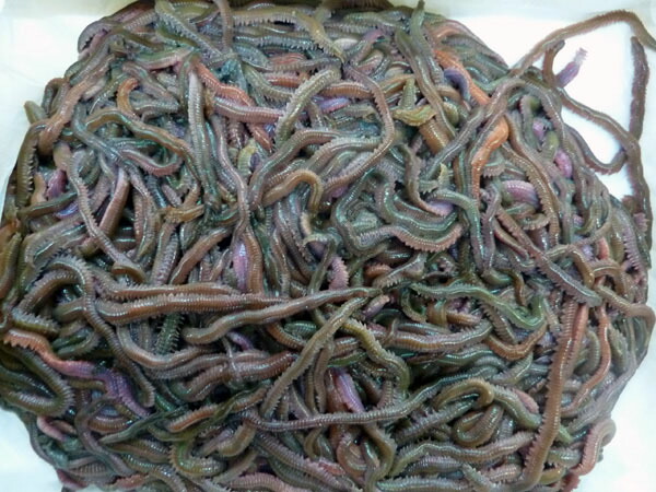 楽天市場】[111-113] スーパー青虫 （青イソメ） 1kg 釣り餌 超お得