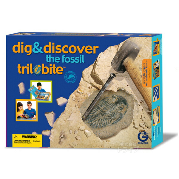 楽天市場】化石発掘セット 三葉虫 本物の三葉虫の化石付き 化石模型 ED